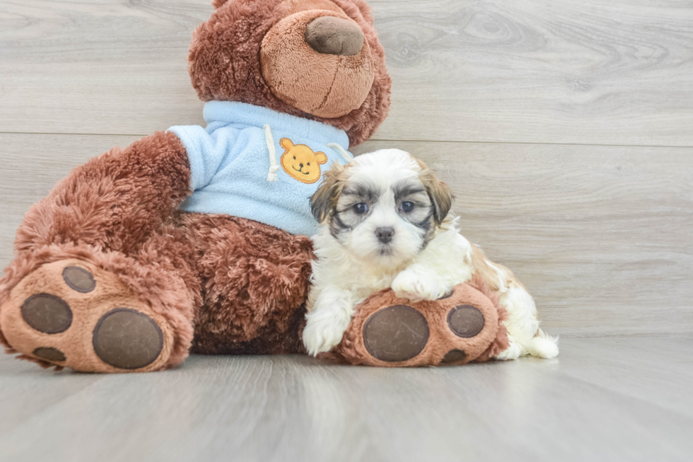 Best Teddy Bear Baby