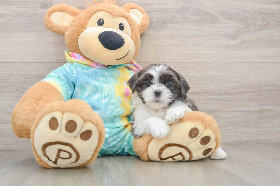 Teddy Bear Pup Being Cute