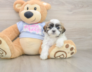 7 week old Teddy Bear Puppy For Sale - Pilesgrove Pups