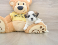6 week old Teddy Bear Puppy For Sale - Pilesgrove Pups