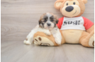 Fluffy Teddy Bear Designer Pup