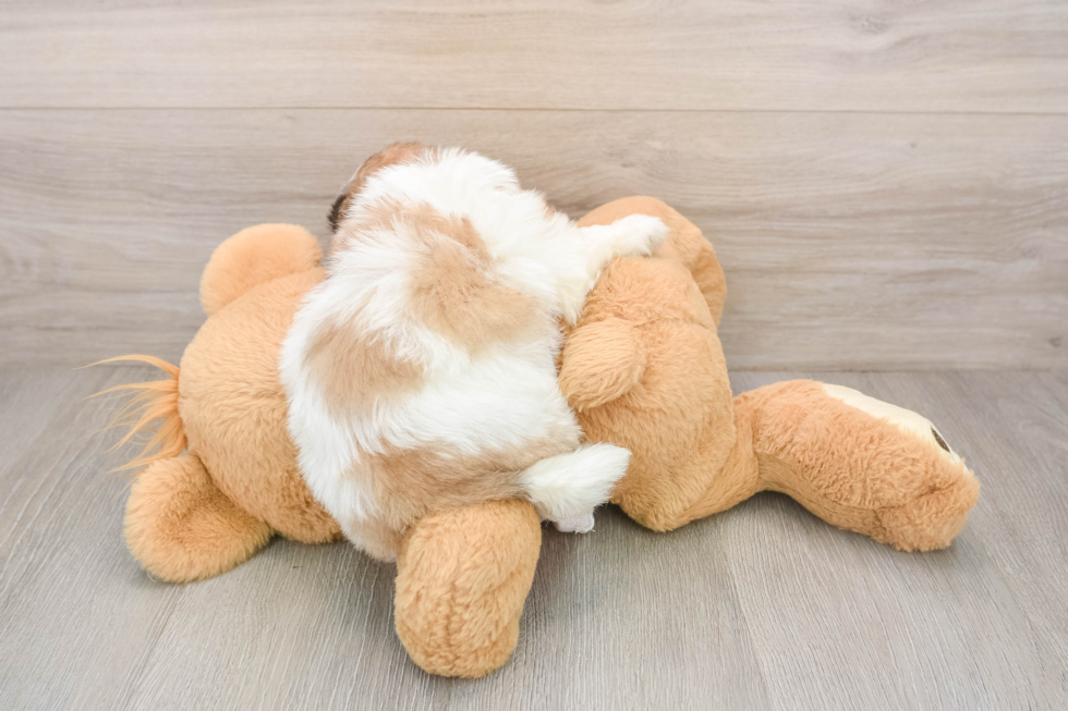Best Teddy Bear Baby