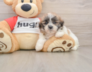 9 week old Teddy Bear Puppy For Sale - Pilesgrove Pups