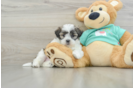 Fluffy Teddy Bear Designer Pup