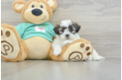 Funny Teddy Bear Designer Pup