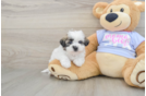 Teddy Bear Pup Being Cute