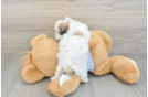 Small Teddy Bear Baby