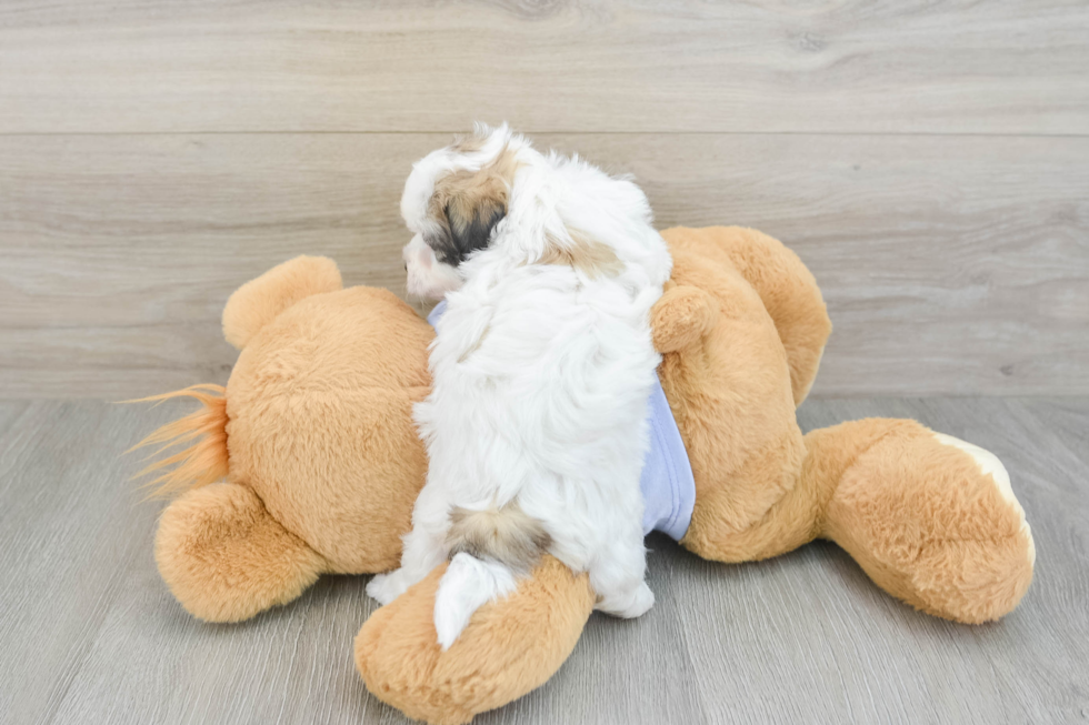 Small Teddy Bear Baby