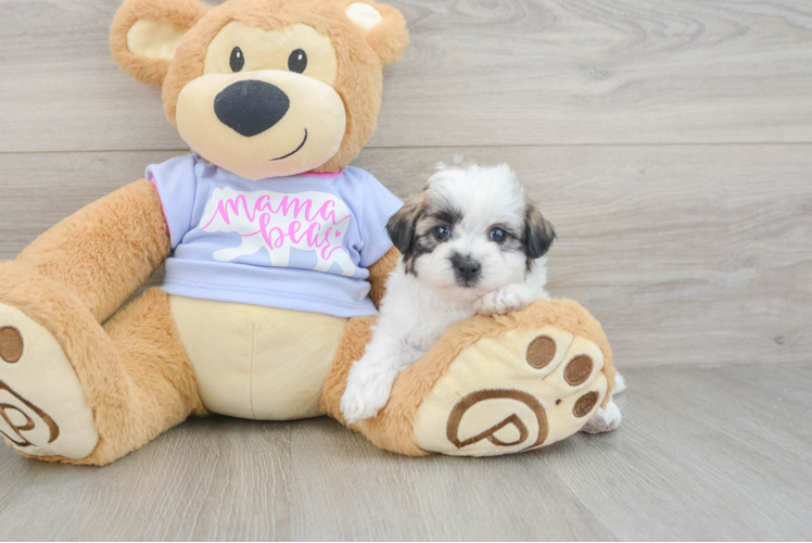 Popular Teddy Bear Designer Pup