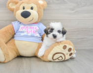 7 week old Teddy Bear Puppy For Sale - Pilesgrove Pups
