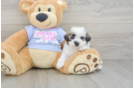 Popular Teddy Bear Designer Pup