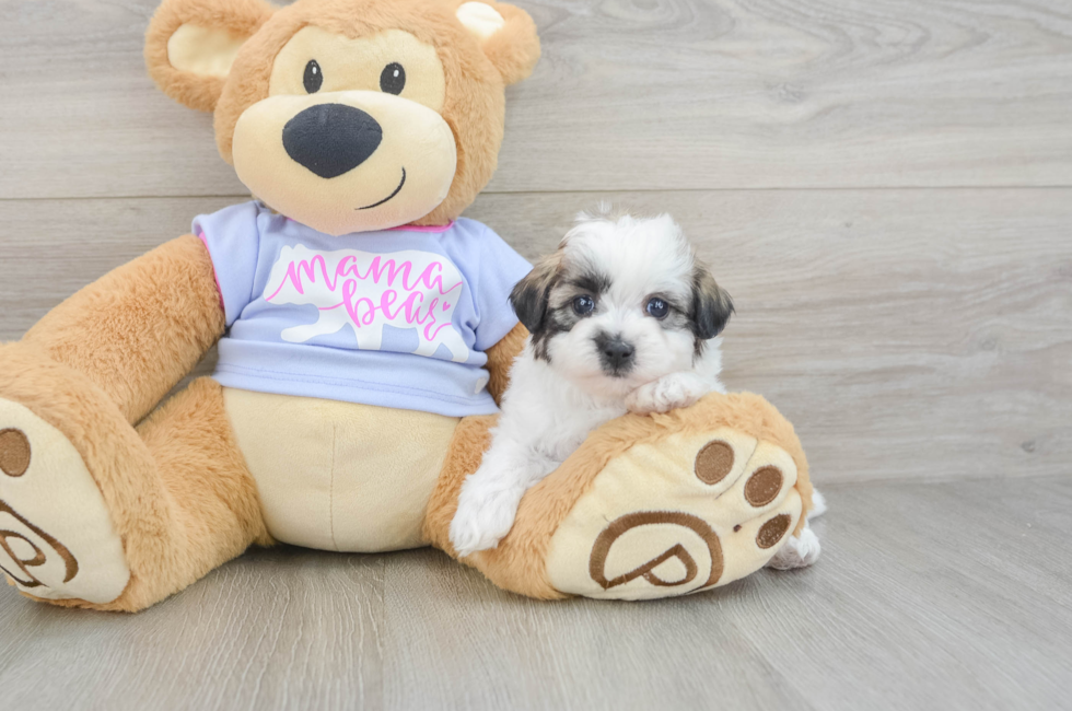 6 week old Teddy Bear Puppy For Sale - Pilesgrove Pups