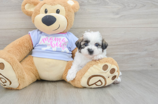 Popular Teddy Bear Designer Pup