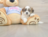 5 week old Teddy Bear Puppy For Sale - Pilesgrove Pups