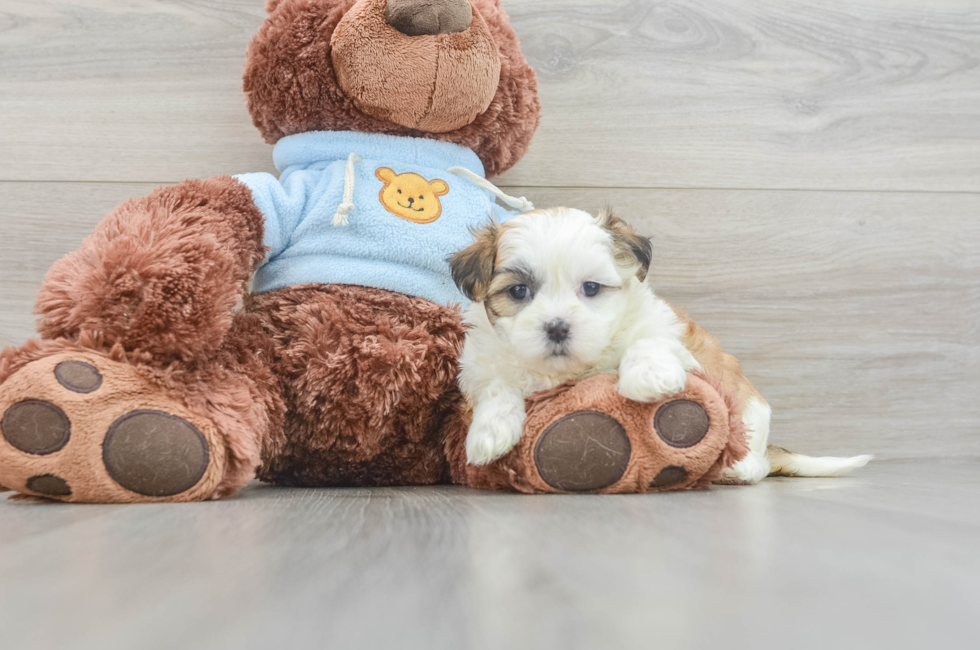 6 week old Teddy Bear Puppy For Sale - Pilesgrove Pups