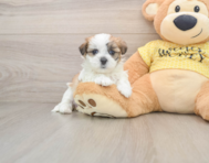7 week old Teddy Bear Puppy For Sale - Pilesgrove Pups
