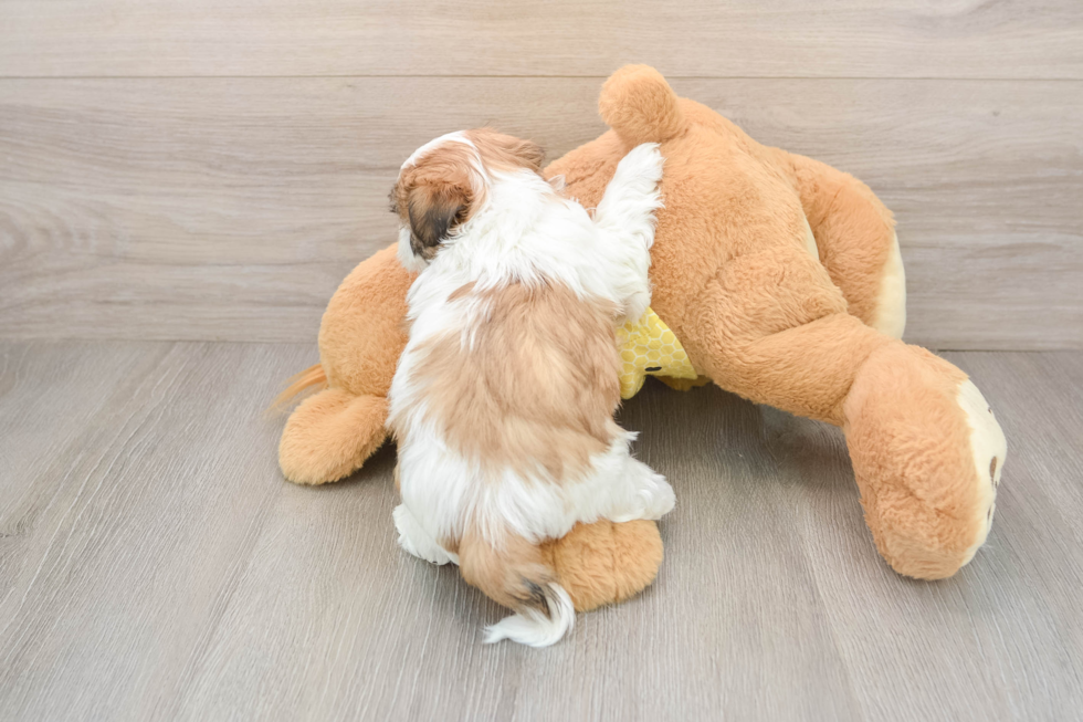 Smart Teddy Bear Designer Pup