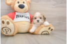 Friendly Teddy Bear Baby