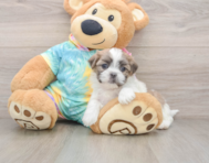 5 week old Teddy Bear Puppy For Sale - Pilesgrove Pups