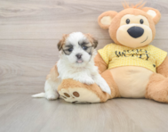 6 week old Teddy Bear Puppy For Sale - Pilesgrove Pups