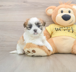 8 week old Teddy Bear Puppy For Sale - Pilesgrove Pups