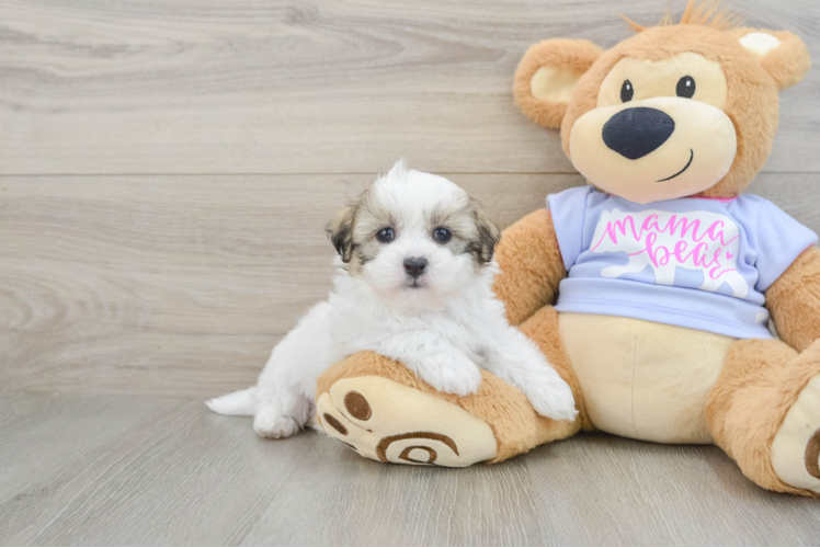 Happy Teddy Bear Baby