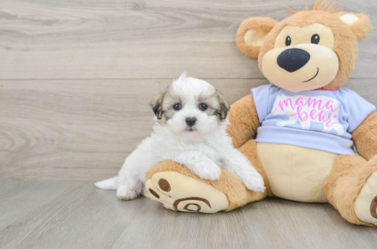 Happy Teddy Bear Baby