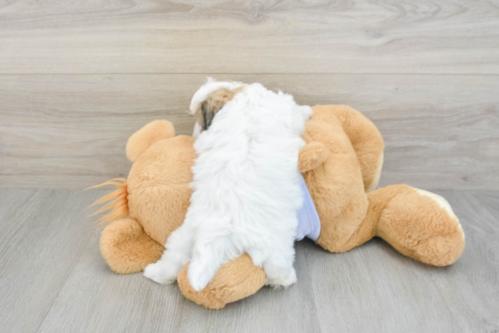 Best Teddy Bear Baby