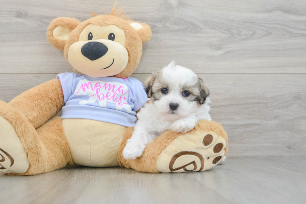 Teddy Bear Pup Being Cute