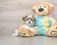 5 week old Teddy Bear Puppy For Sale - Pilesgrove Pups
