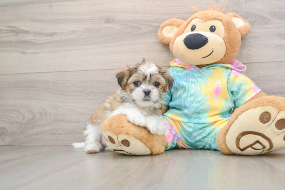 Best Teddy Bear Baby