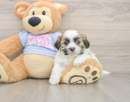 7 week old Teddy Bear Puppy For Sale - Pilesgrove Pups