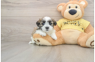 Sweet Teddy Bear Baby