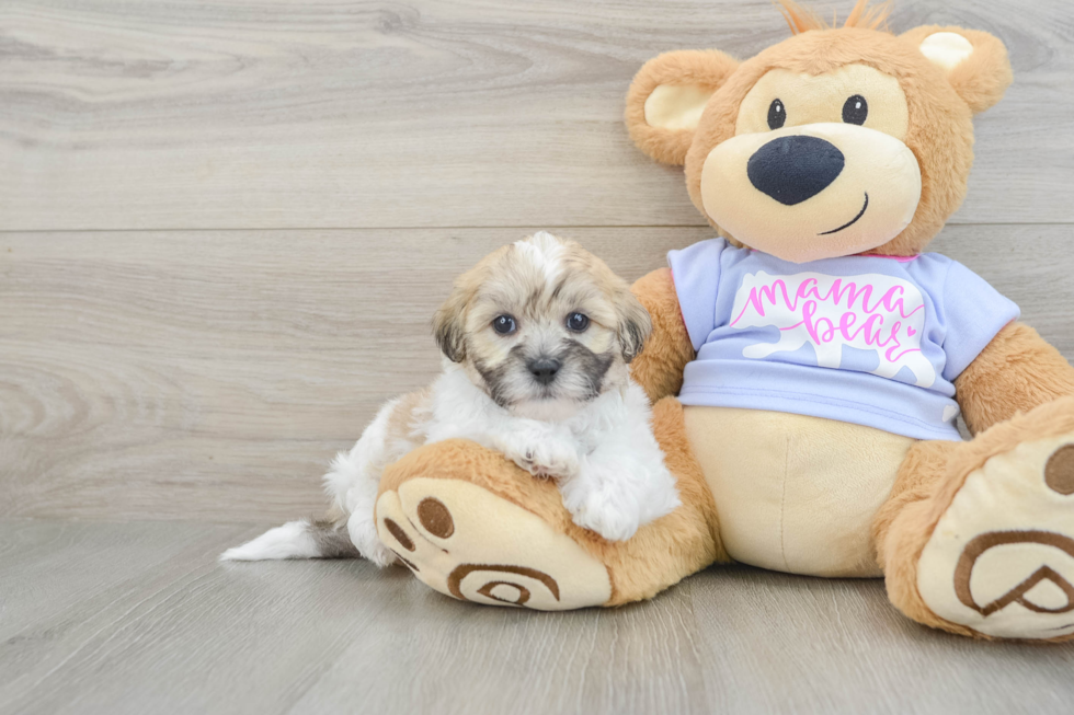 Popular Teddy Bear Designer Pup