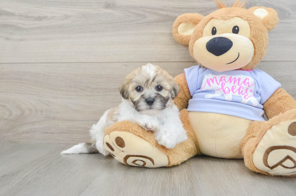 5 week old Teddy Bear Puppy For Sale - Pilesgrove Pups