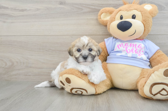Popular Teddy Bear Designer Pup