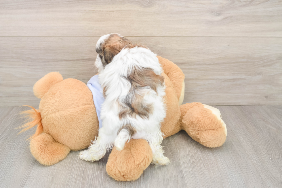 Fluffy Teddy Bear Designer Pup