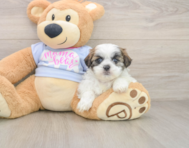 7 week old Teddy Bear Puppy For Sale - Pilesgrove Pups