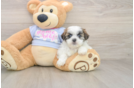 Petite Teddy Bear Designer Pup