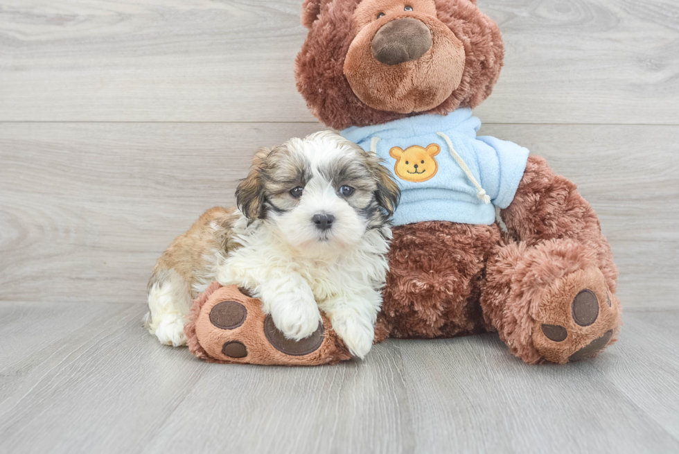Friendly Teddy Bear Baby