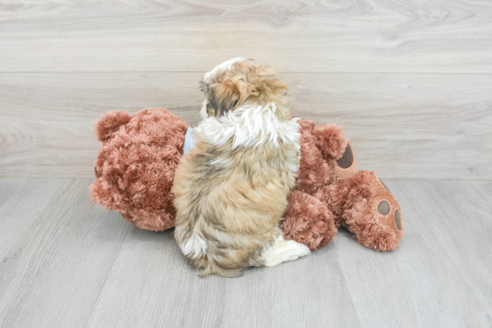 Teddy Bear Puppy for Adoption