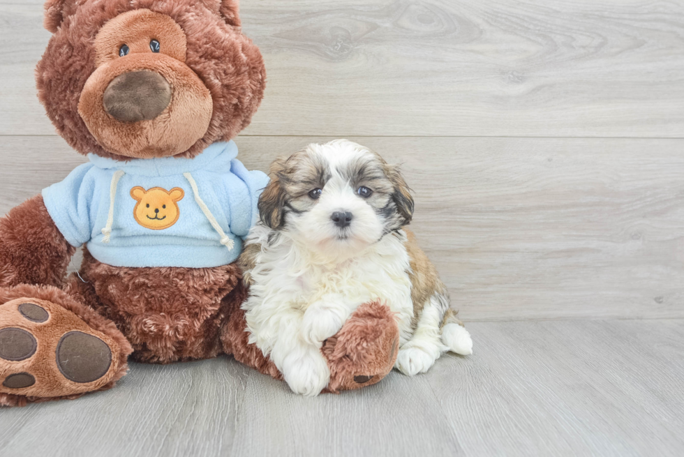 Teddy Bear Pup Being Cute