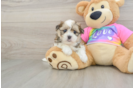 Best Teddy Bear Baby