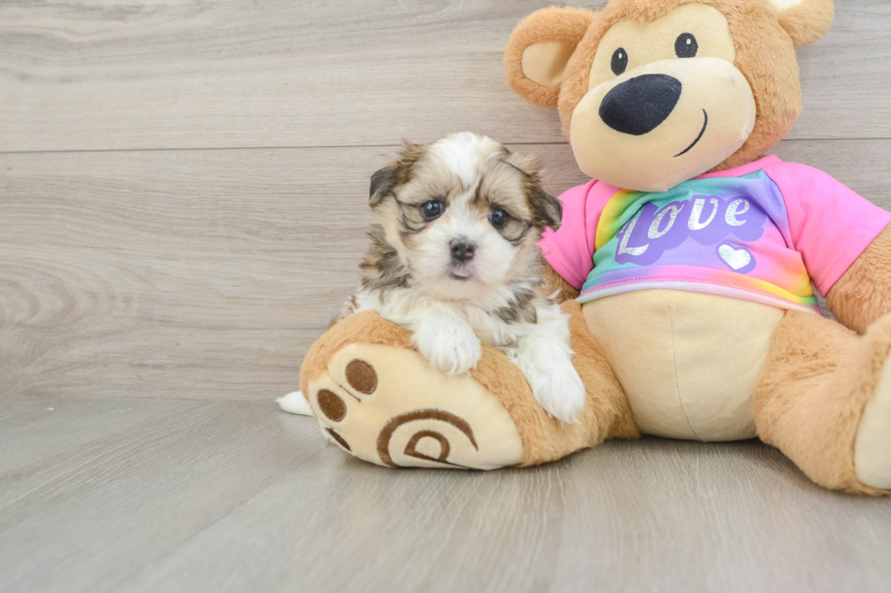 Best Teddy Bear Baby