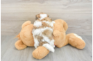 Teddy Bear Puppy for Adoption