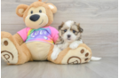 Sweet Teddy Bear Baby