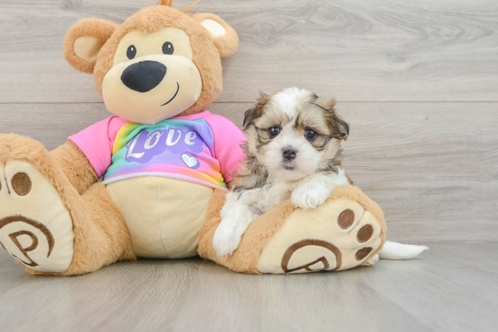 Sweet Teddy Bear Baby