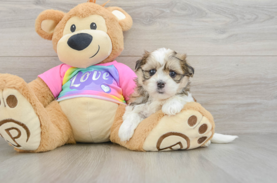 Sweet Teddy Bear Baby
