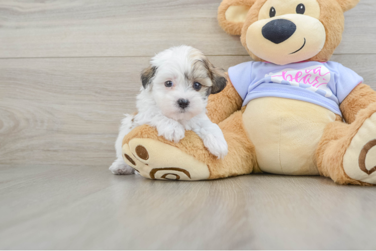Adorable Shit Designer Puppy