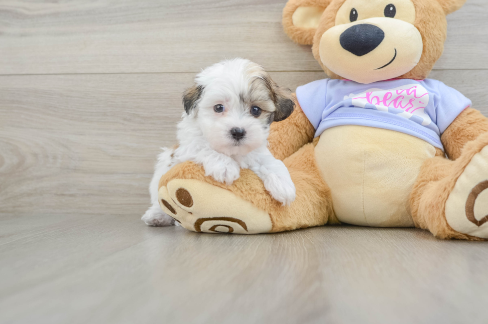 9 week old Teddy Bear Puppy For Sale - Pilesgrove Pups